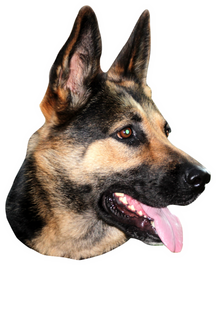Collega ui eigendom Autosticker - hond Duitse Herder met naam - Dieren | Stickers JL-Design  ADFC005TO